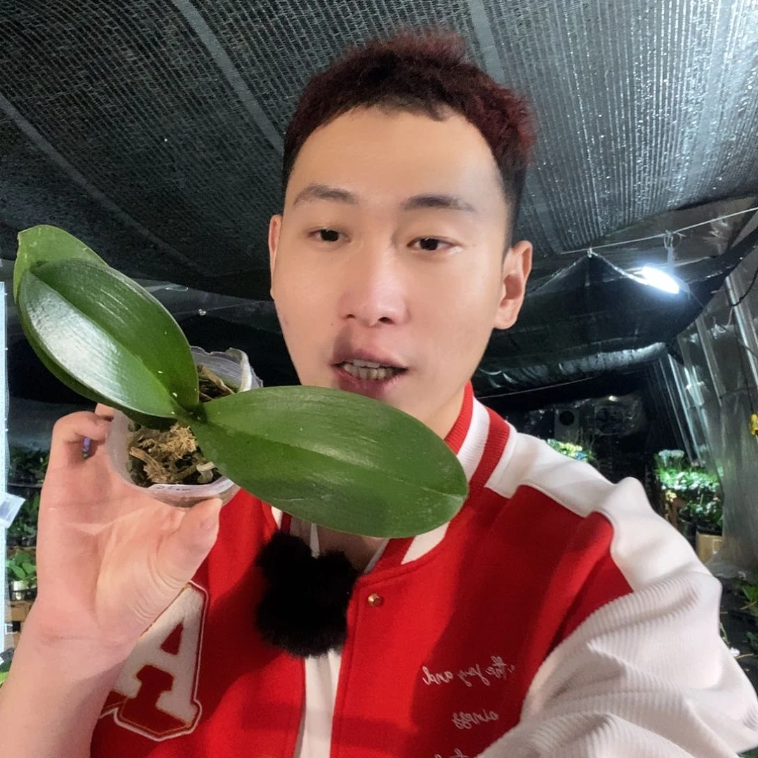 无花朵红火以蝴蝶兰