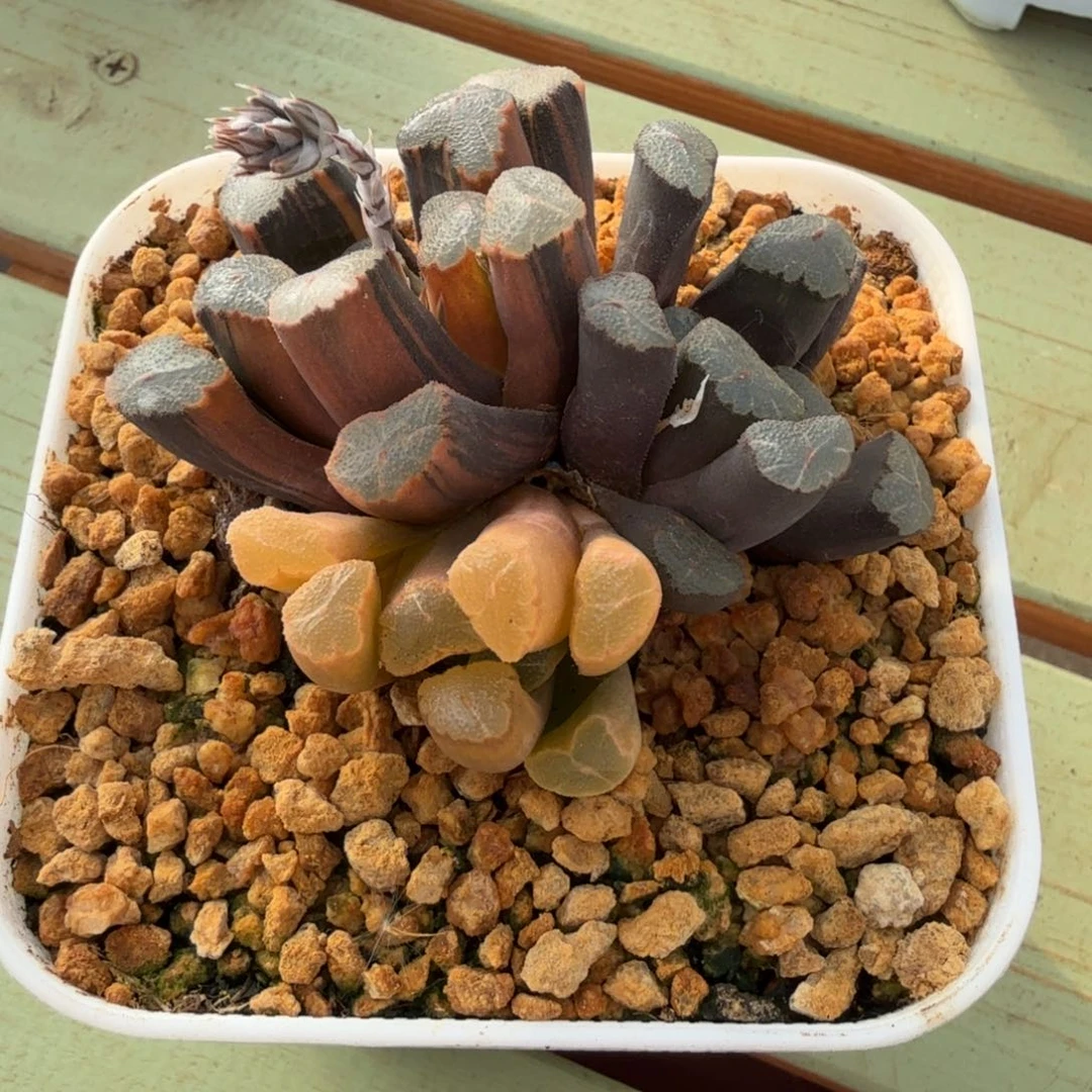 ཨ***樾玉万锦锦上园艺一物一拍