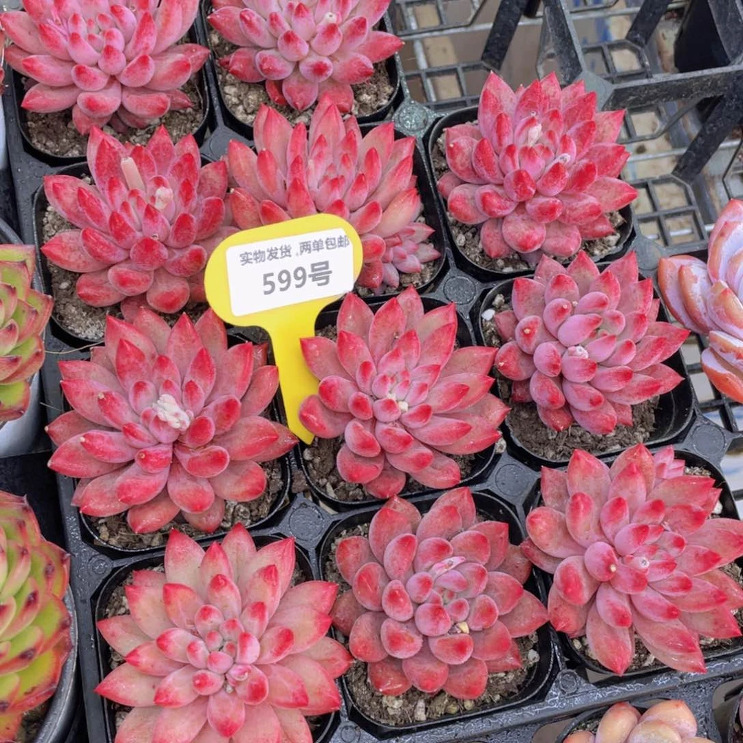 599号全状态虞美人单头一个