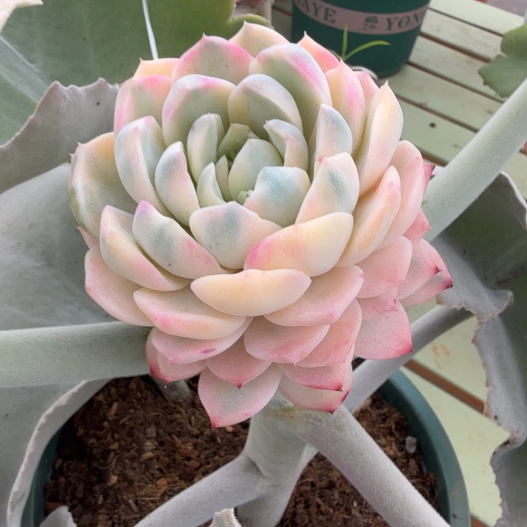 约瑟琳锦锦上园艺一物一拍