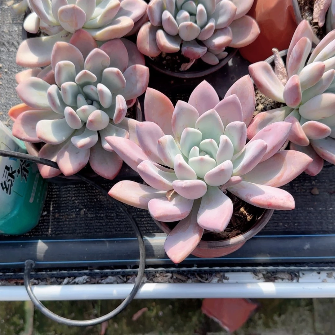 无花朵120奥普单头