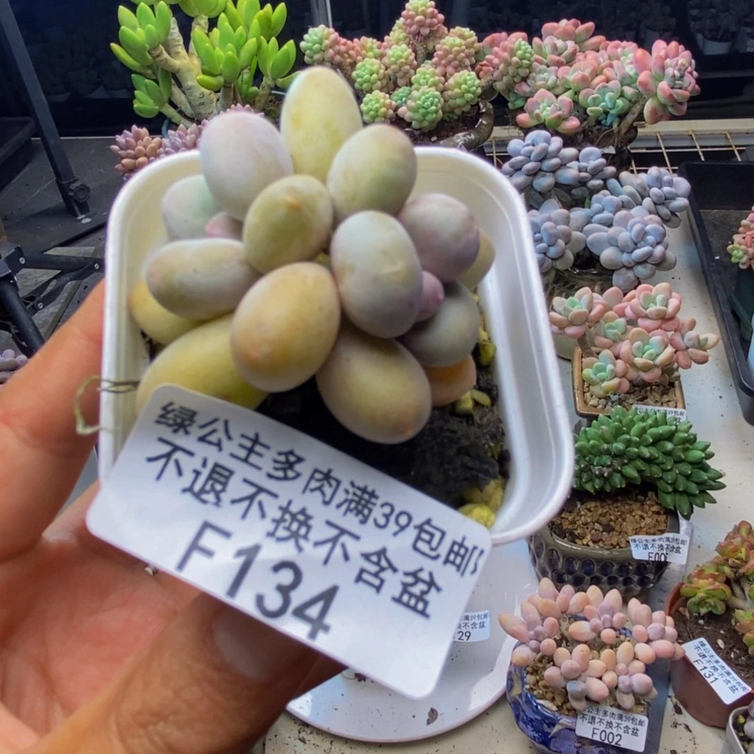 134糖豆奶多肉4cm