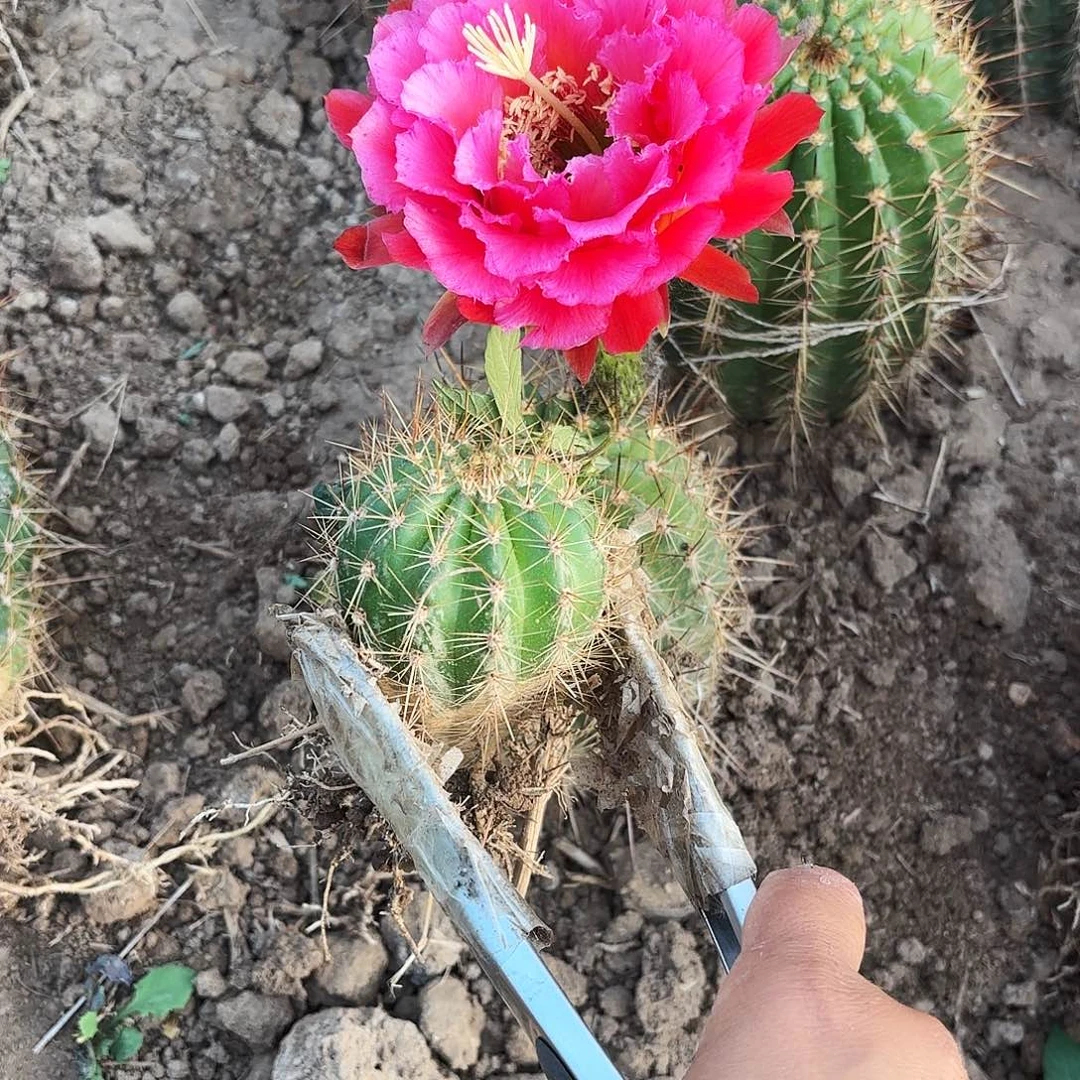 我****?17号紫梦小小号毛花柱丝球球球