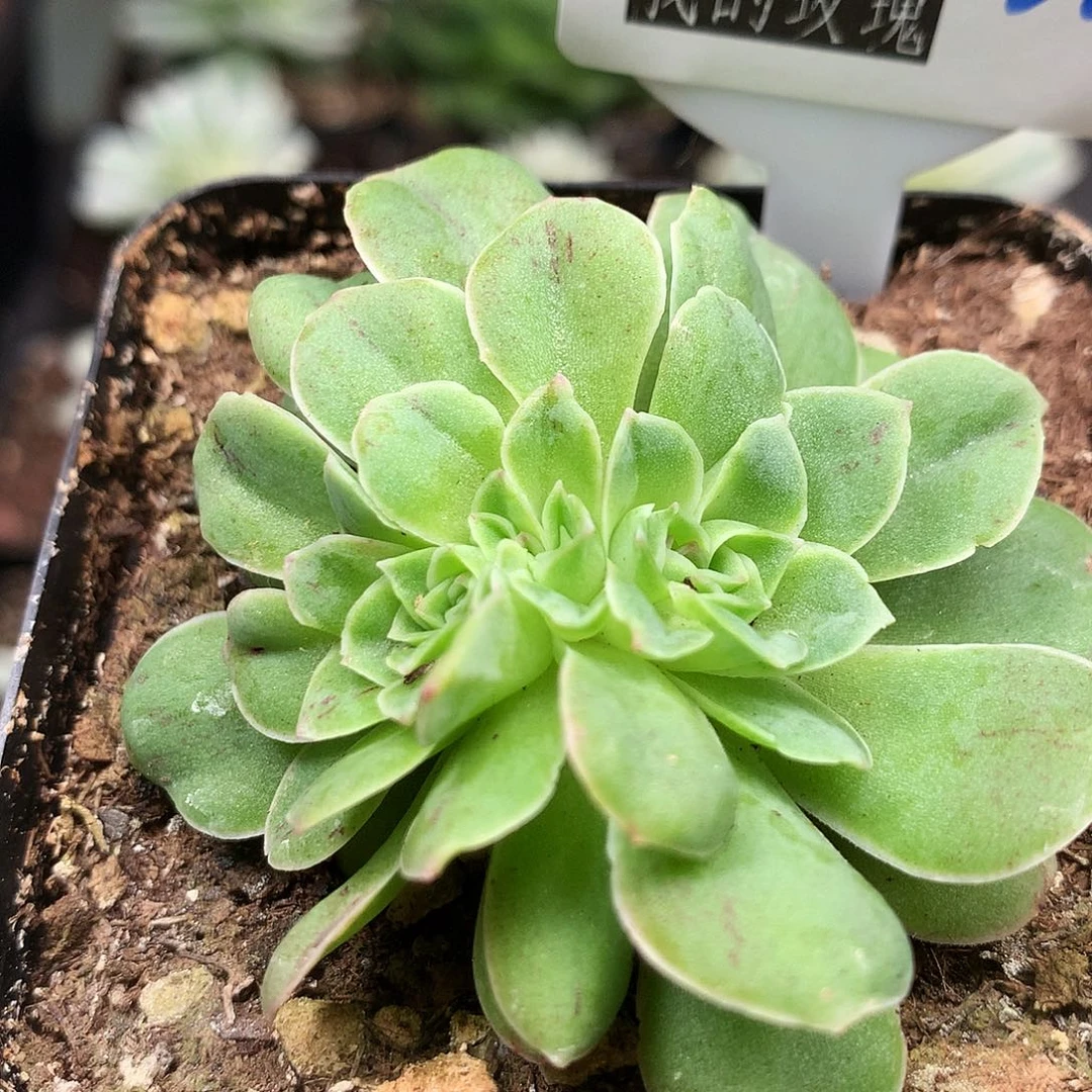 红叶缀化山地玫瑰