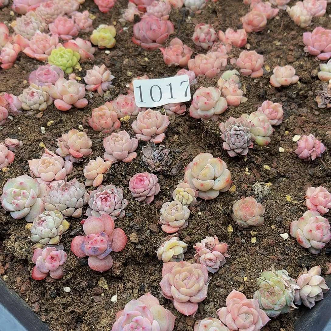 多肉植物多肉植物1017