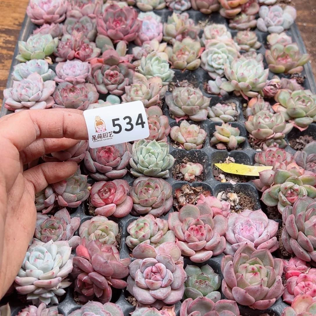 ?****多肉植物多肉植物