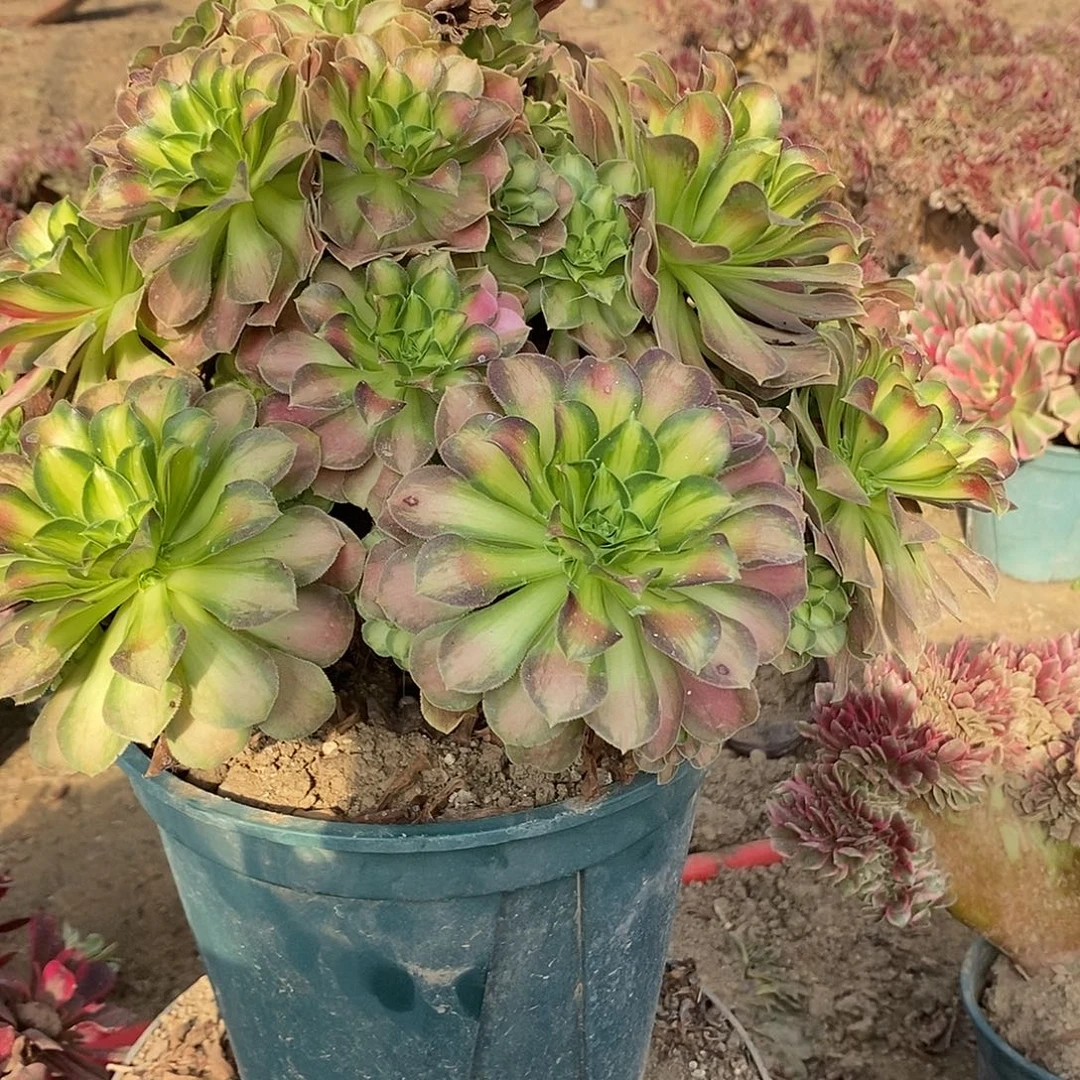 多肉植物八号韶华