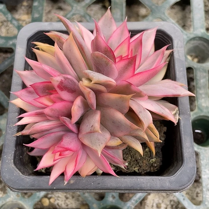 宝莲灯锦一物一拍