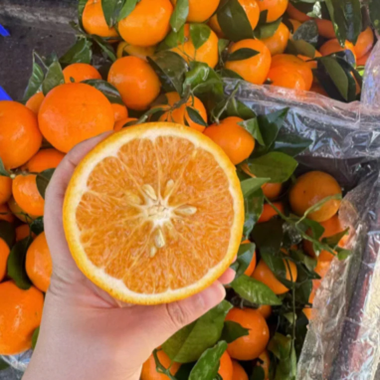 广西沃柑 5元/斤