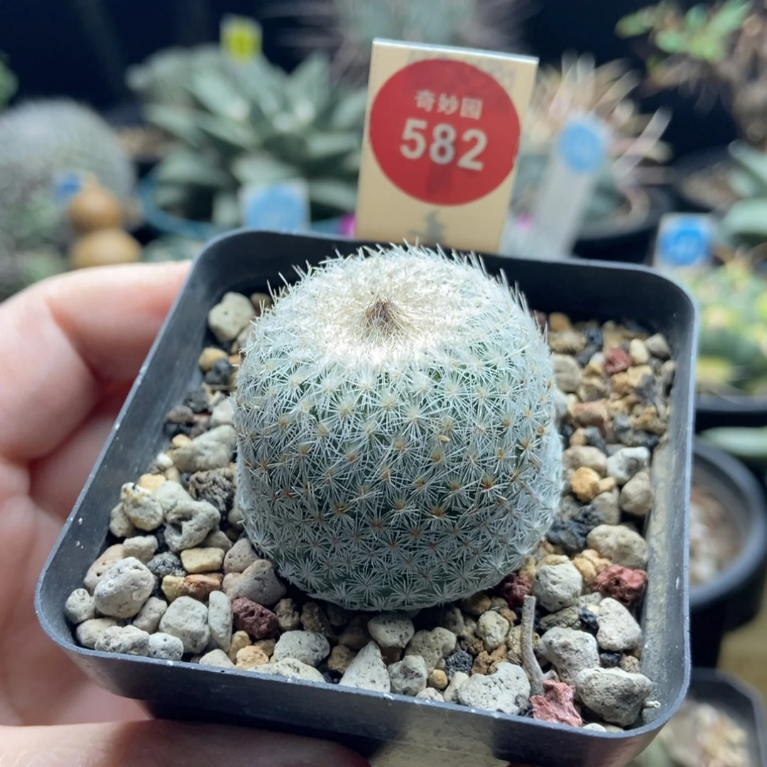 实生月世界3.9cm一棵仙人球