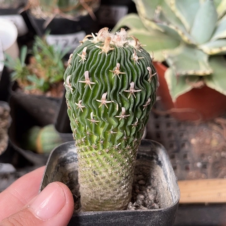 h***u732仙人球开花植物