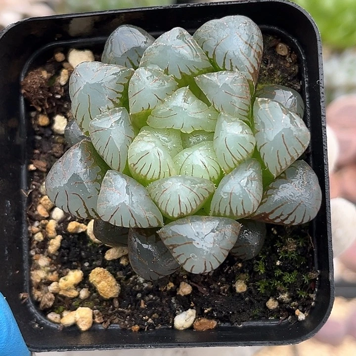 358 实生丸叶冰灯 带盆土