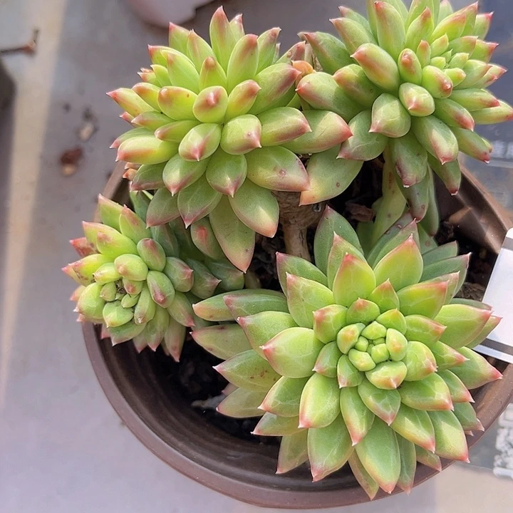 惠兰美人16171多肉植物