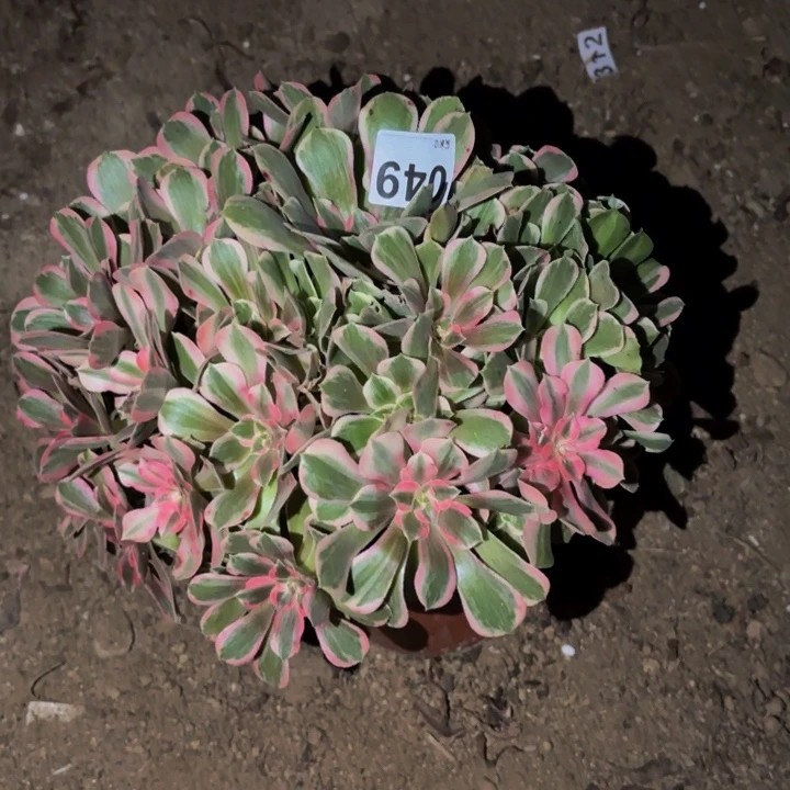 049糖果菊多肉植物