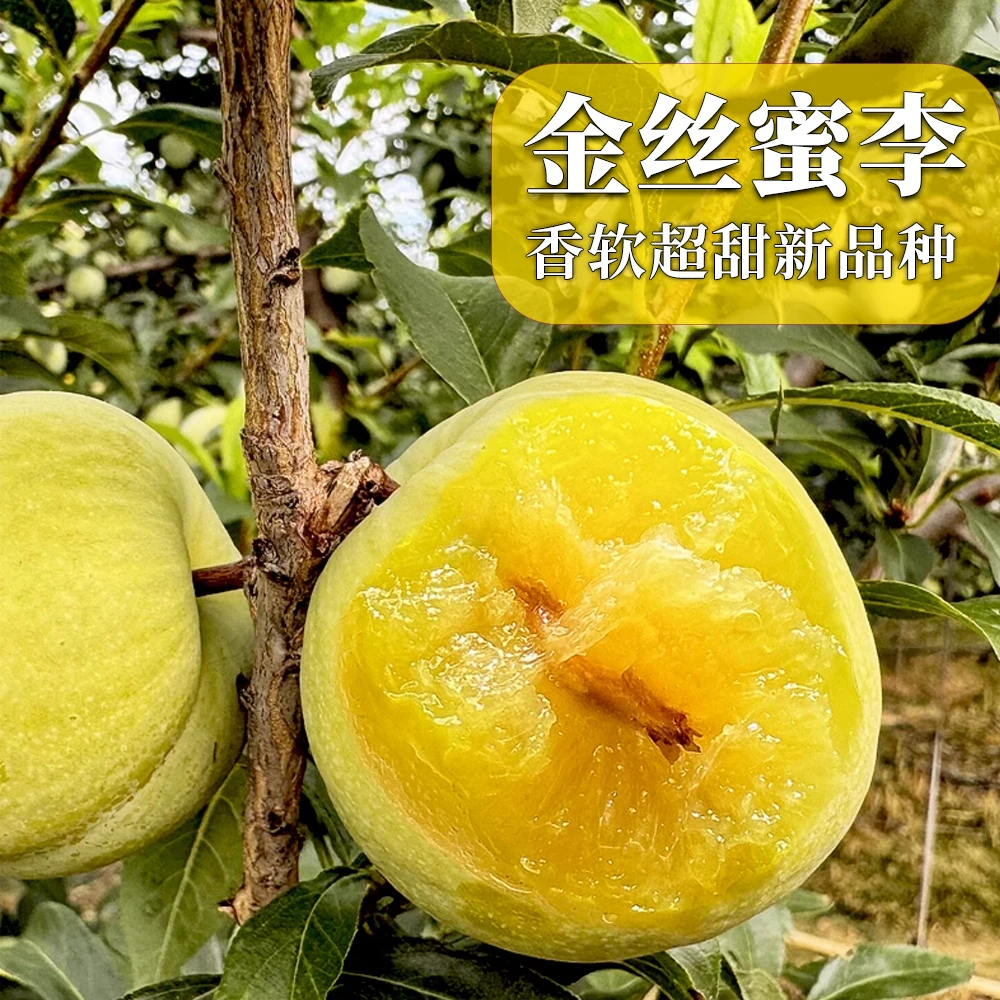 金丝蜜李果树苗盆栽地栽阳台嫁接四季种植自营直播高产纯甜李子树