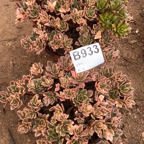 933两颗甜茶多肉植物