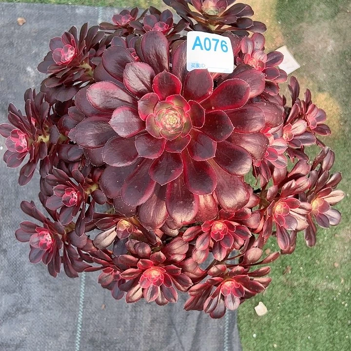 076丽娜多肉植物