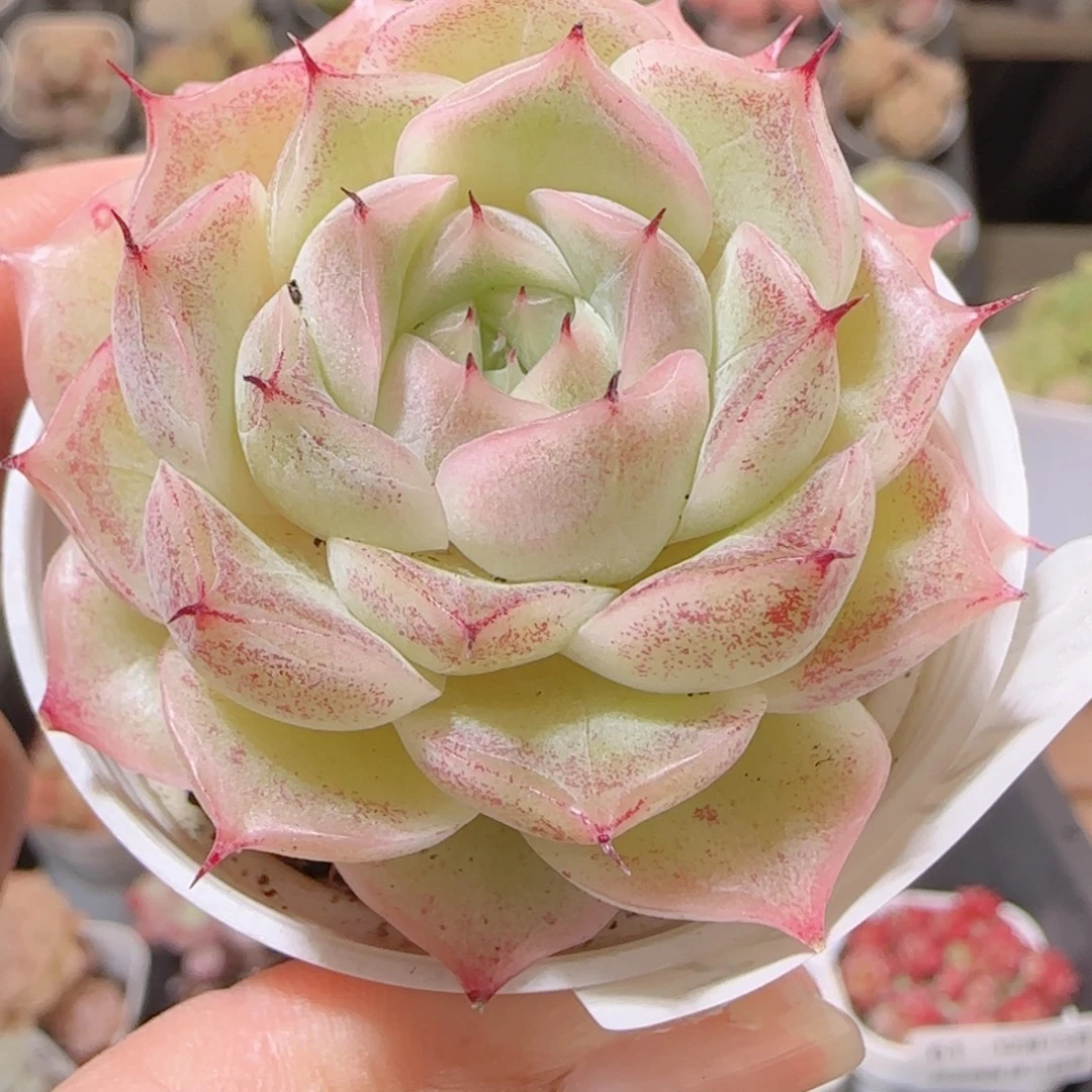 花语多肉1215-74麦秆