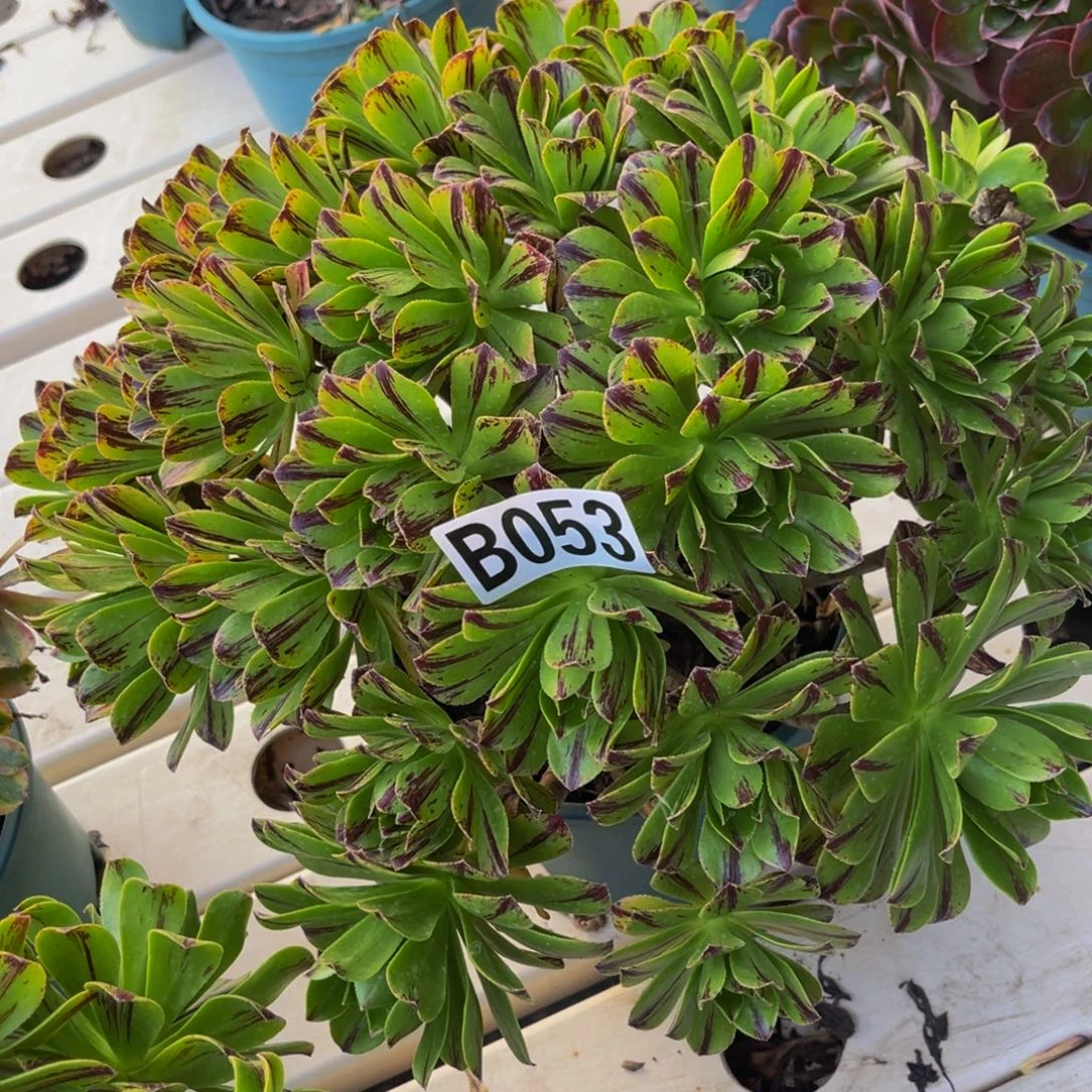 必火法师7////////41参与，