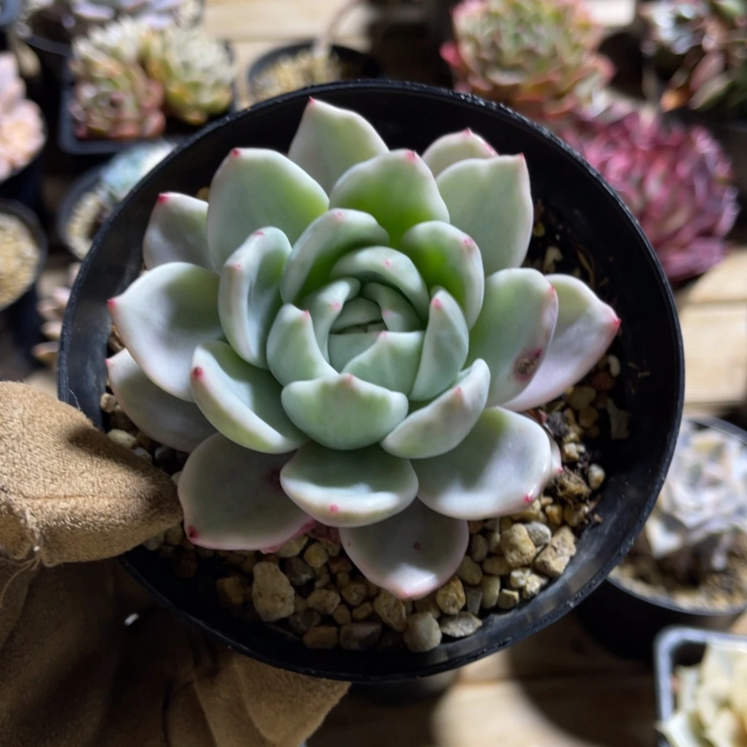 香槟锦一物一拍不支持退换