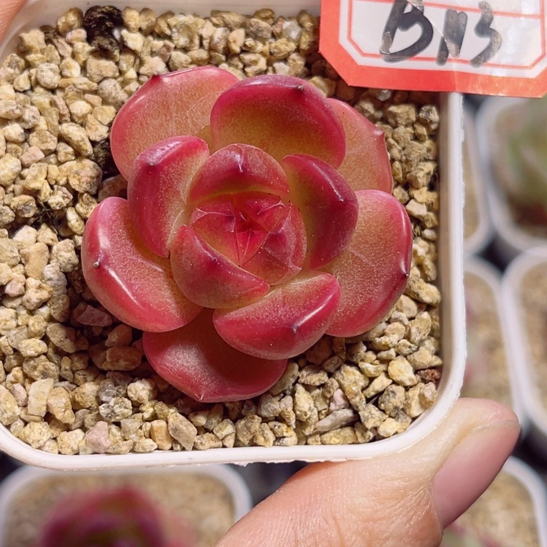B113 一物一拍 桃花林