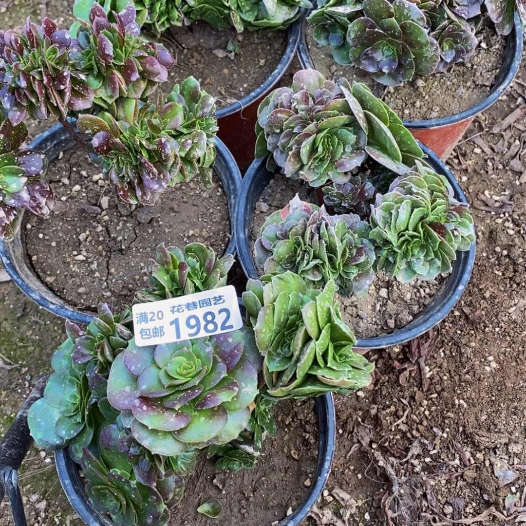 1982 包邮断枝不售后多肉植物