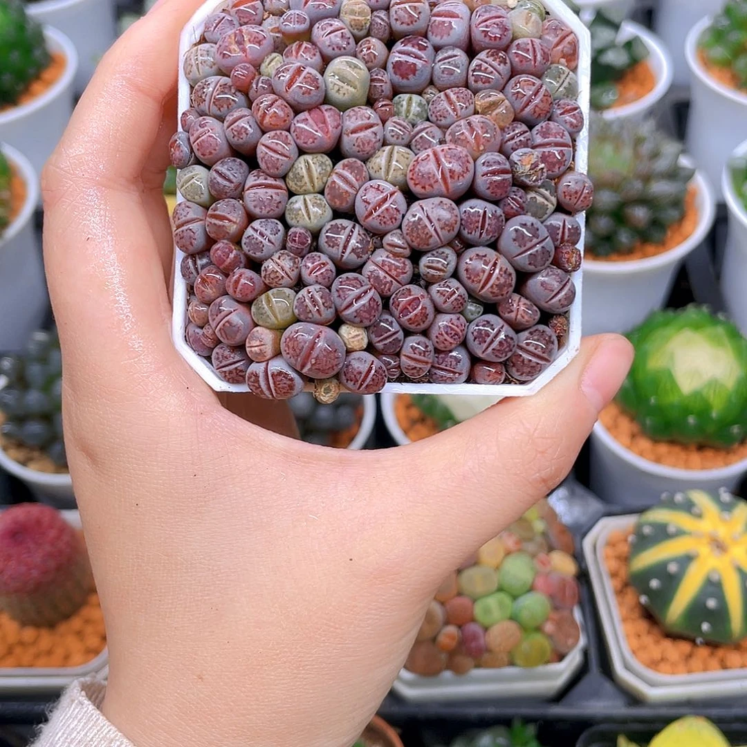 生石花，紫色，白盆