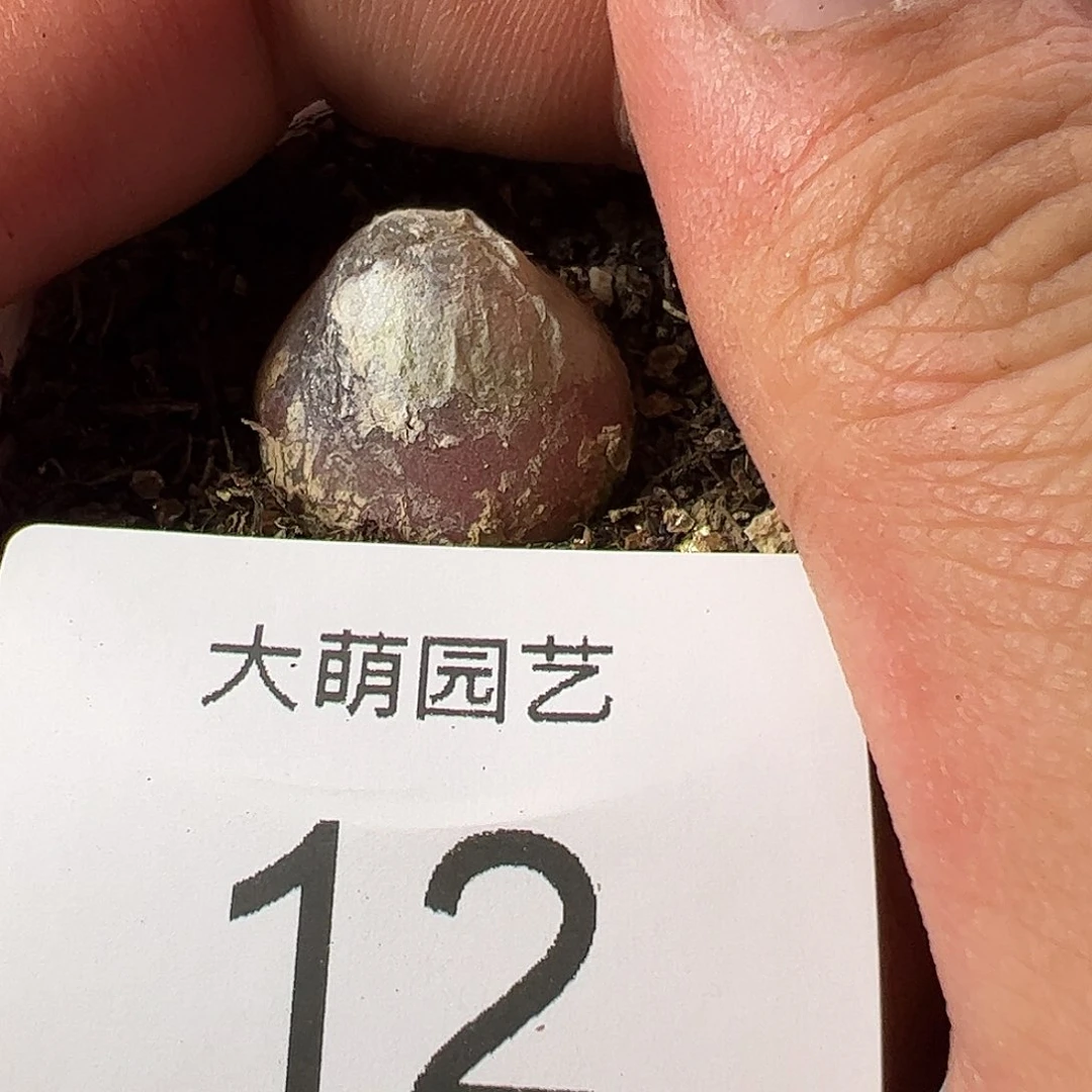 000012 一物一拍……