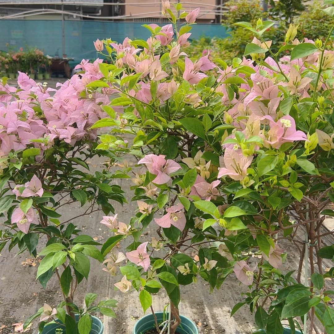 当前无花栽培后可以开花赛佛里带竹一棵