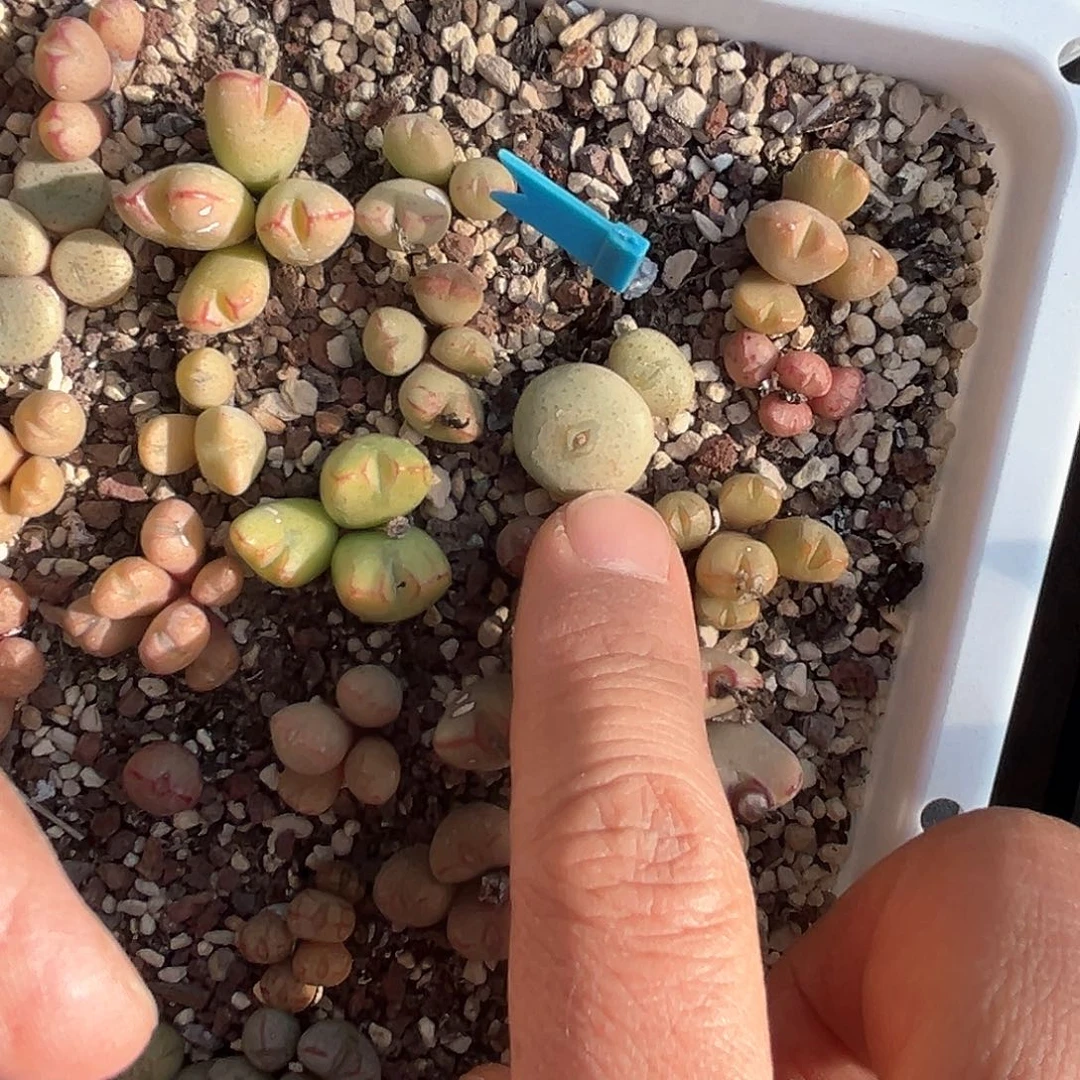 多肉植物满58包邮