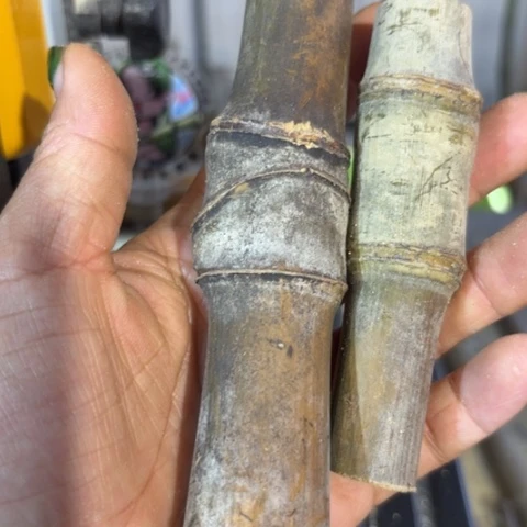 竹花***！实心我现在在学校竹竹竹