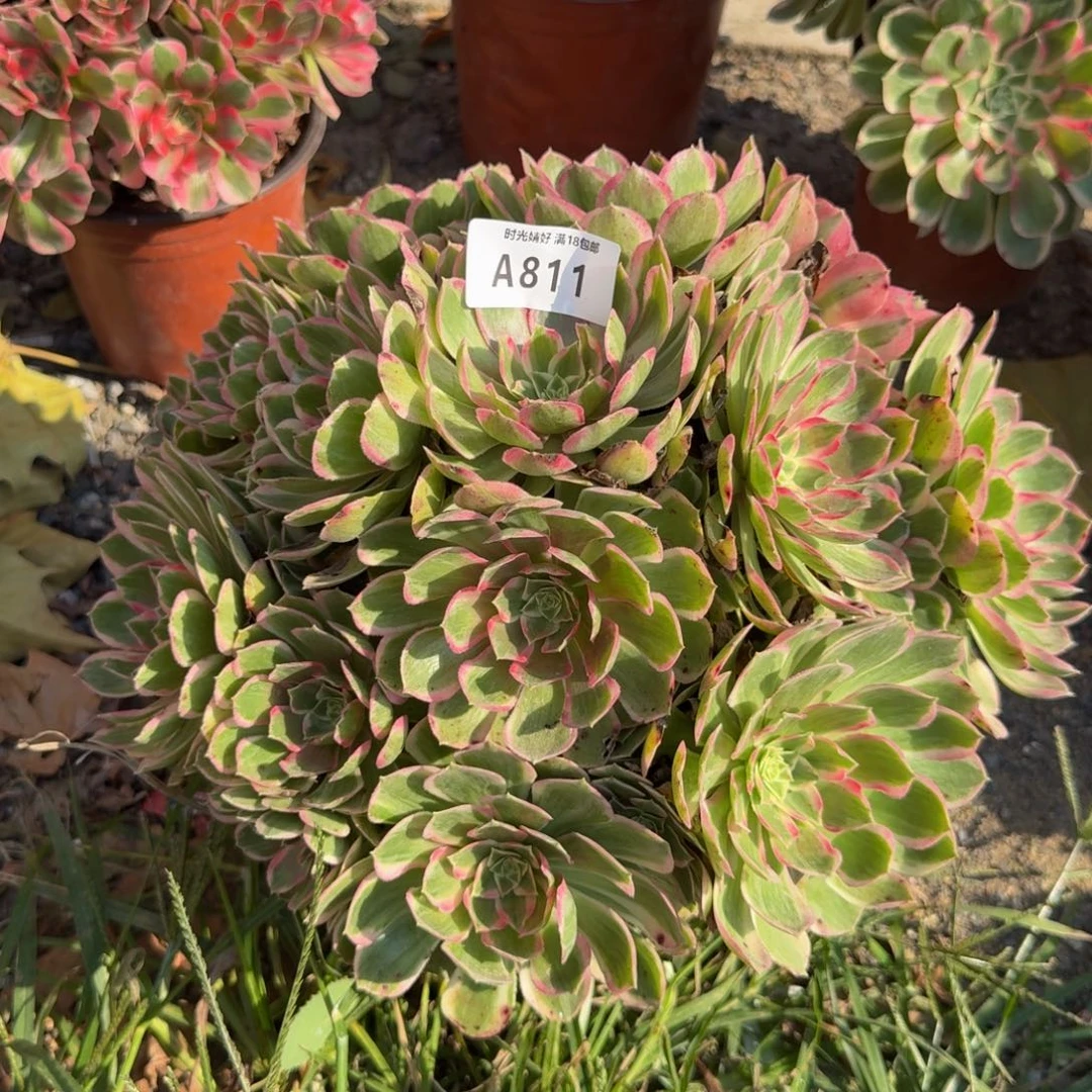811孔雀翎 多肉植物