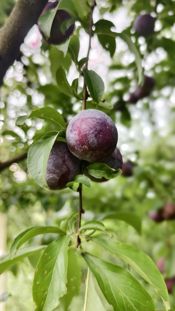 江西宜春本地农家自种西梅