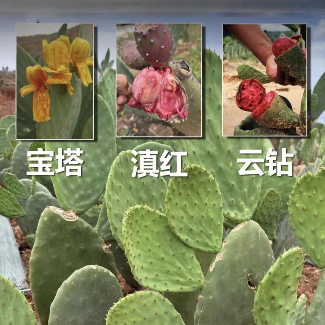 改良稀有品种，滇红，云钻宝塔，仙人掌盆栽可开花带果发货绿植