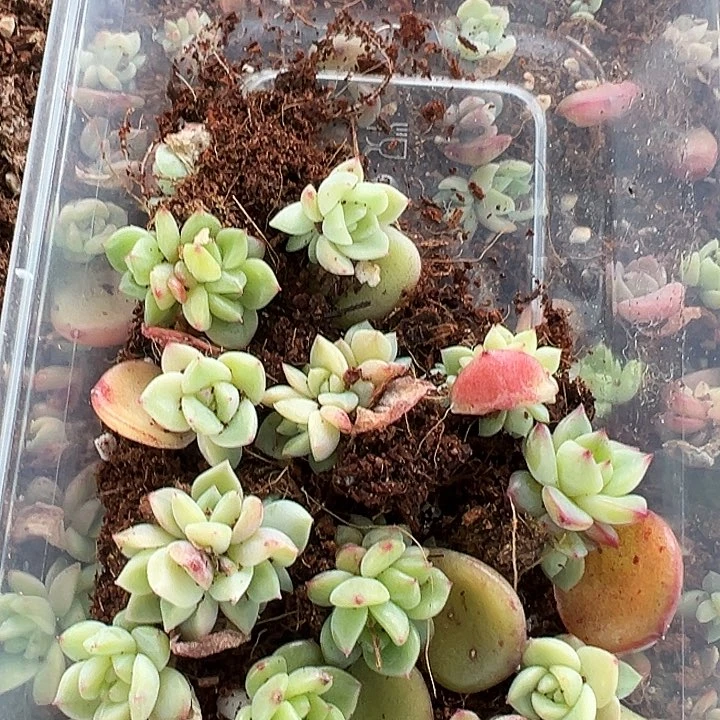 小****y周周专拍一盒遥遥领先163