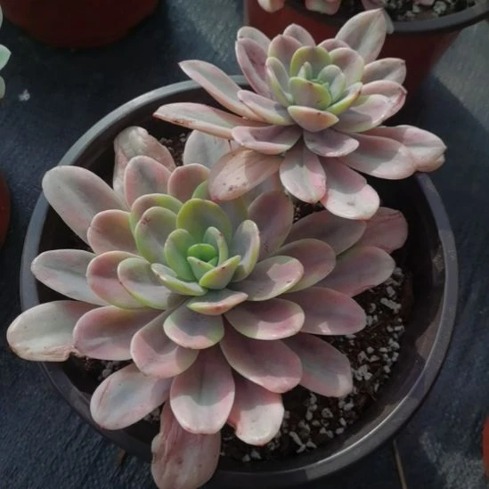 酸橙柠檬白覆轮锦