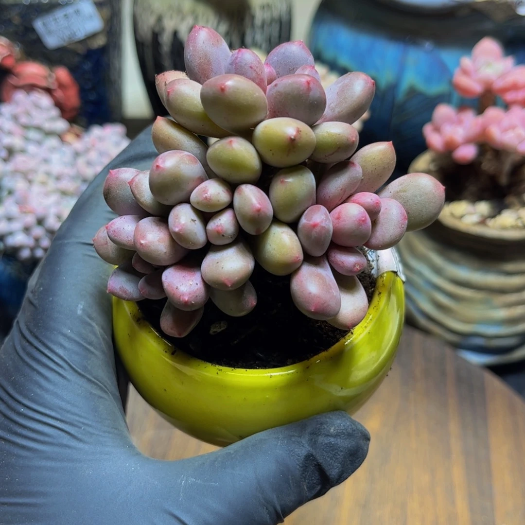 493桃花仙子奶酪9厘米多肉