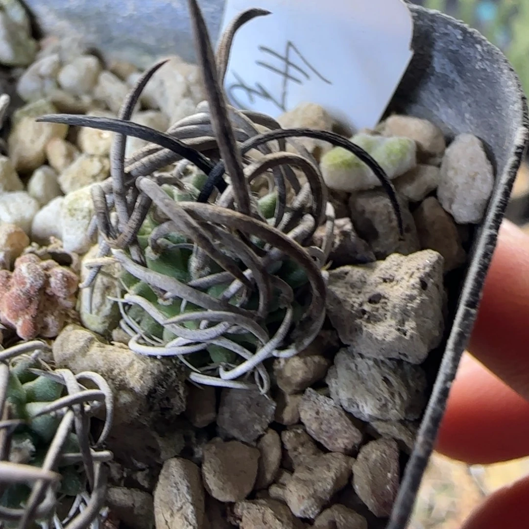 05实生输入升龙多肉1.4厘米