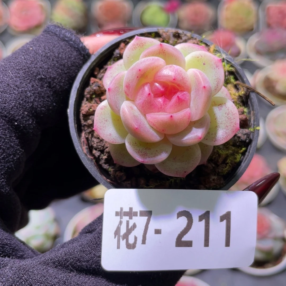 花利美7-211新品单头