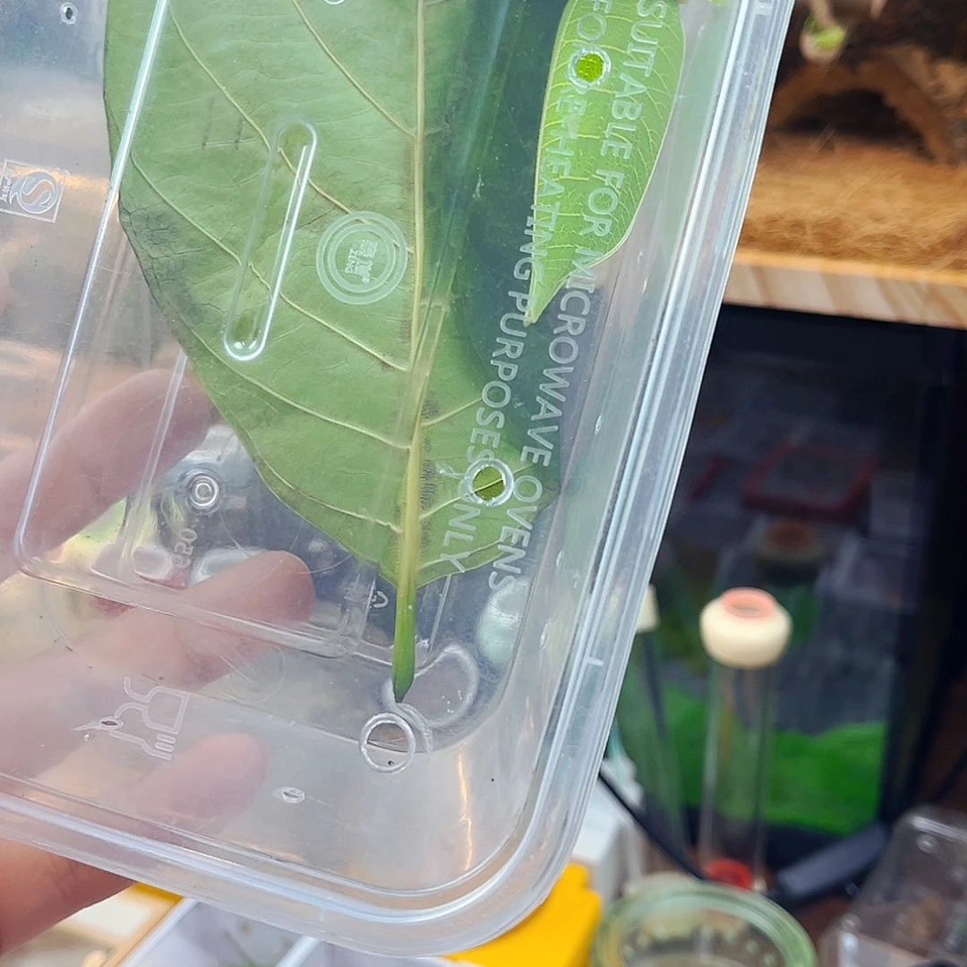 实木大生态➕冠脉哈哈哈