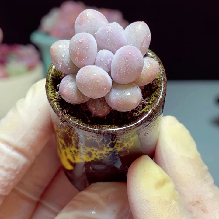 汤圆样品1颗带盆号4