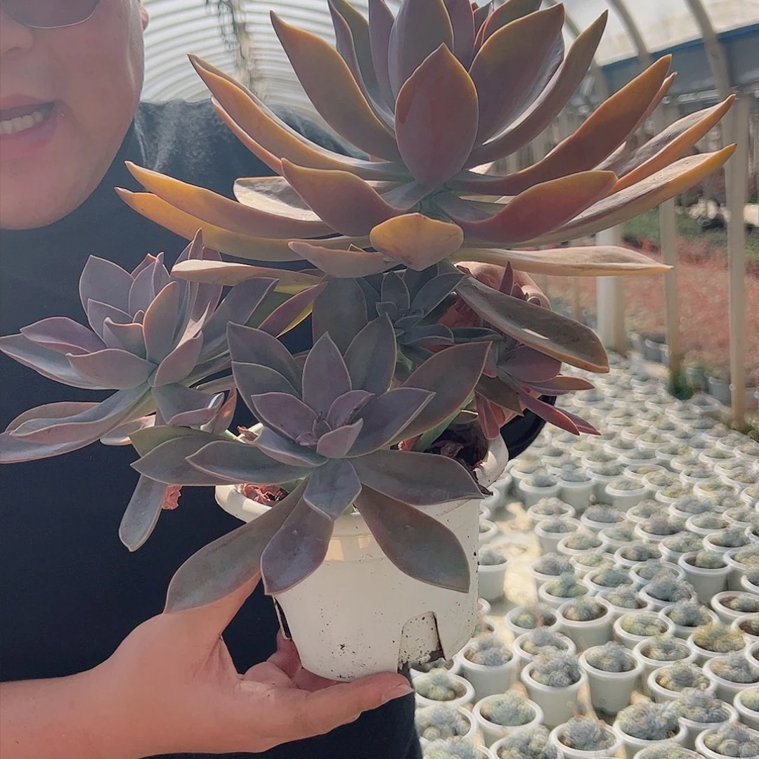 太妃糖挑大的20cm冠幅