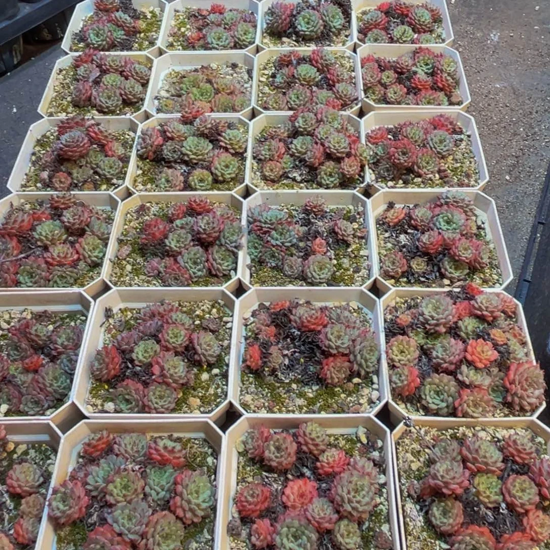 870的植物形态特征多年生草本至多年生