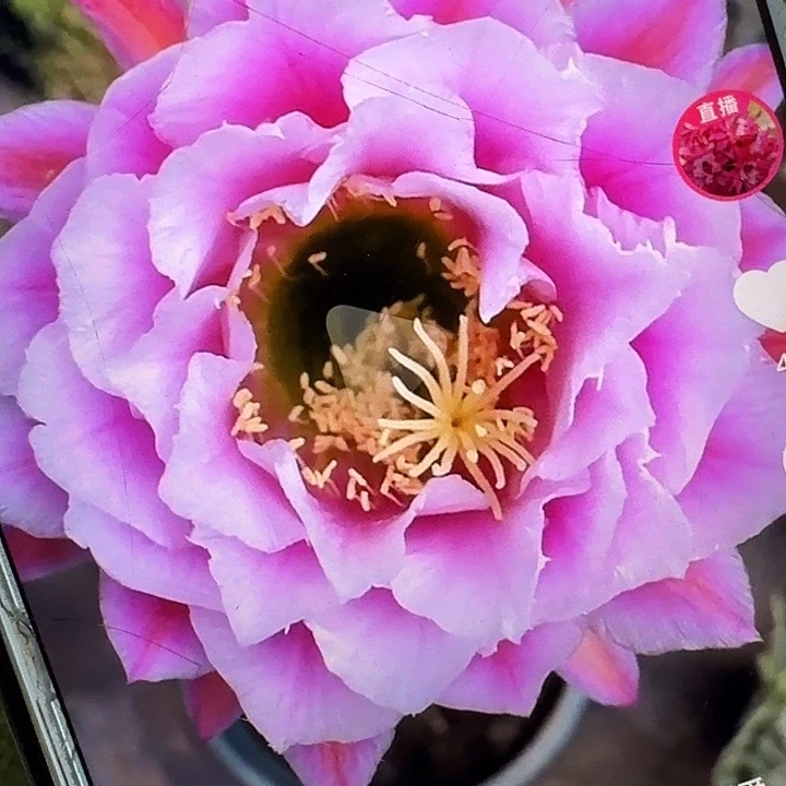 仙女侧芽5公分左右毛花柱