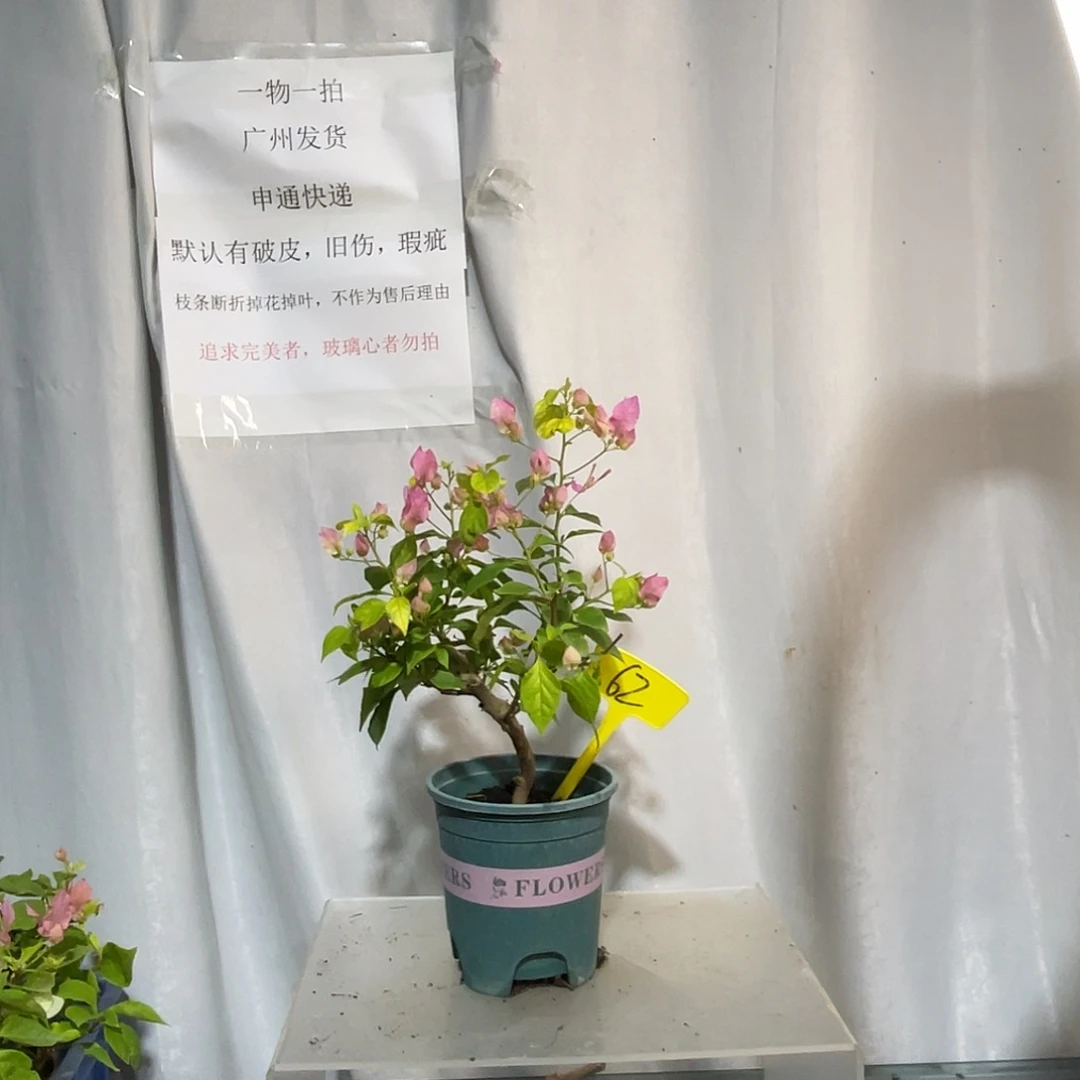 当前无花栽培后可以开花62斑红樱扦插苗