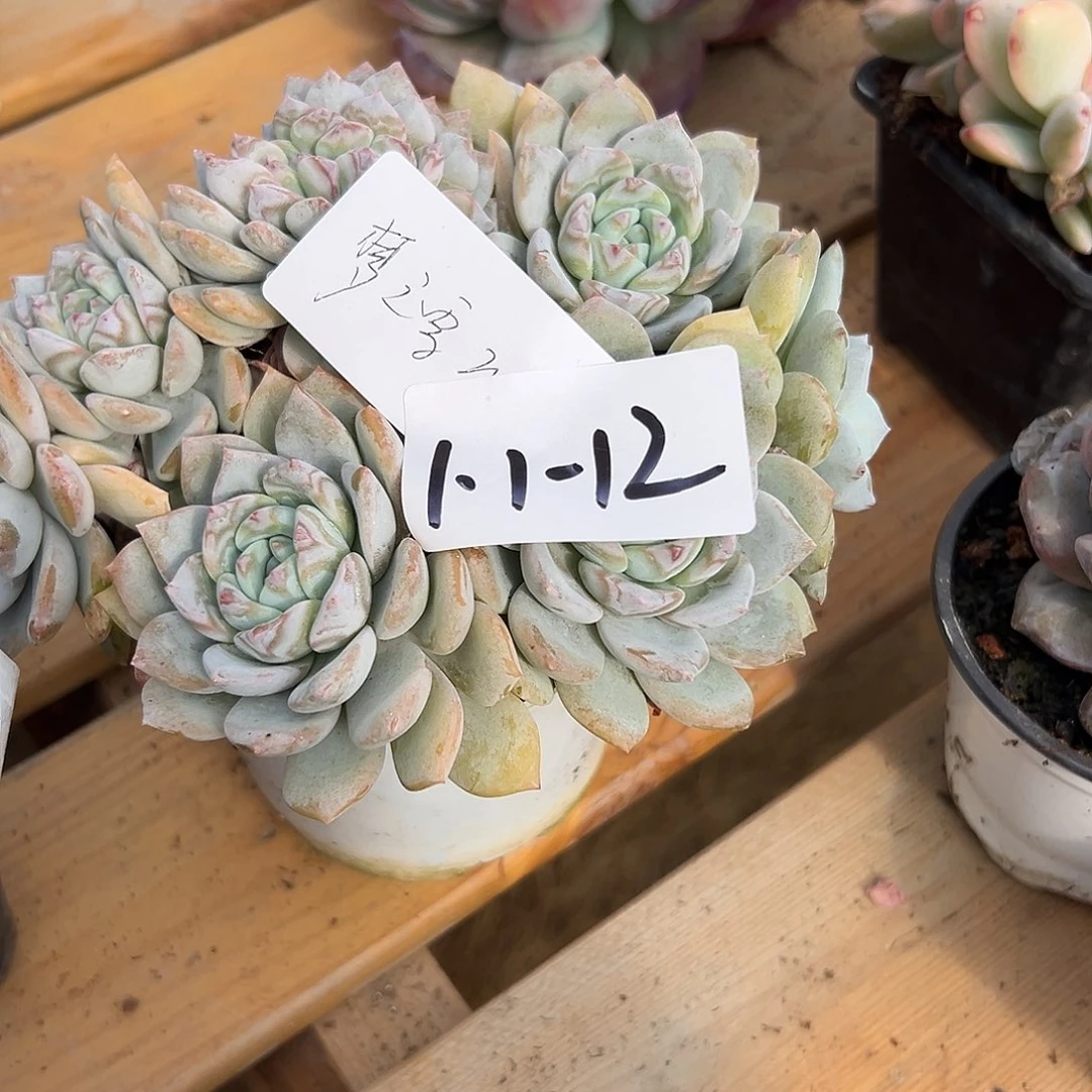 品***阁1.1-12梦之雪多肉植物