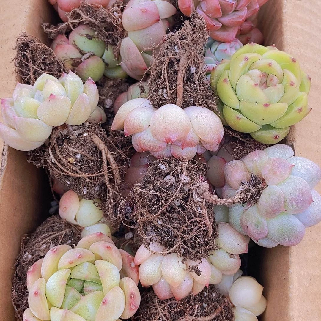 0000000000001量拍保底20颗