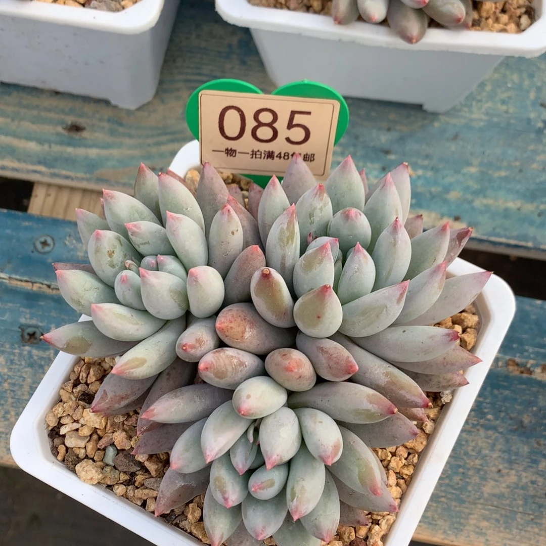 A***壳所罗门无砍平头085