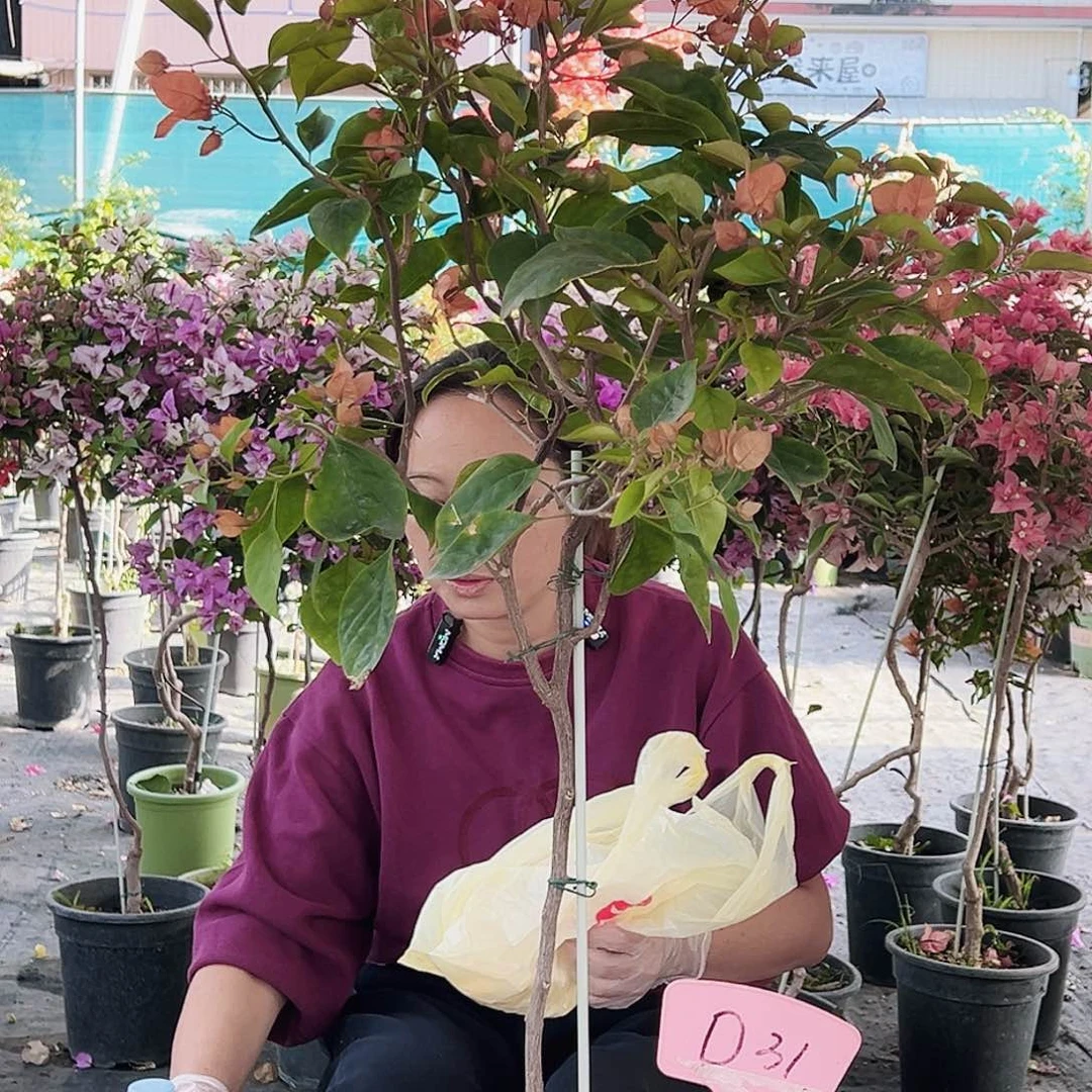 花***馨大部分花苞少量开放D31波妹