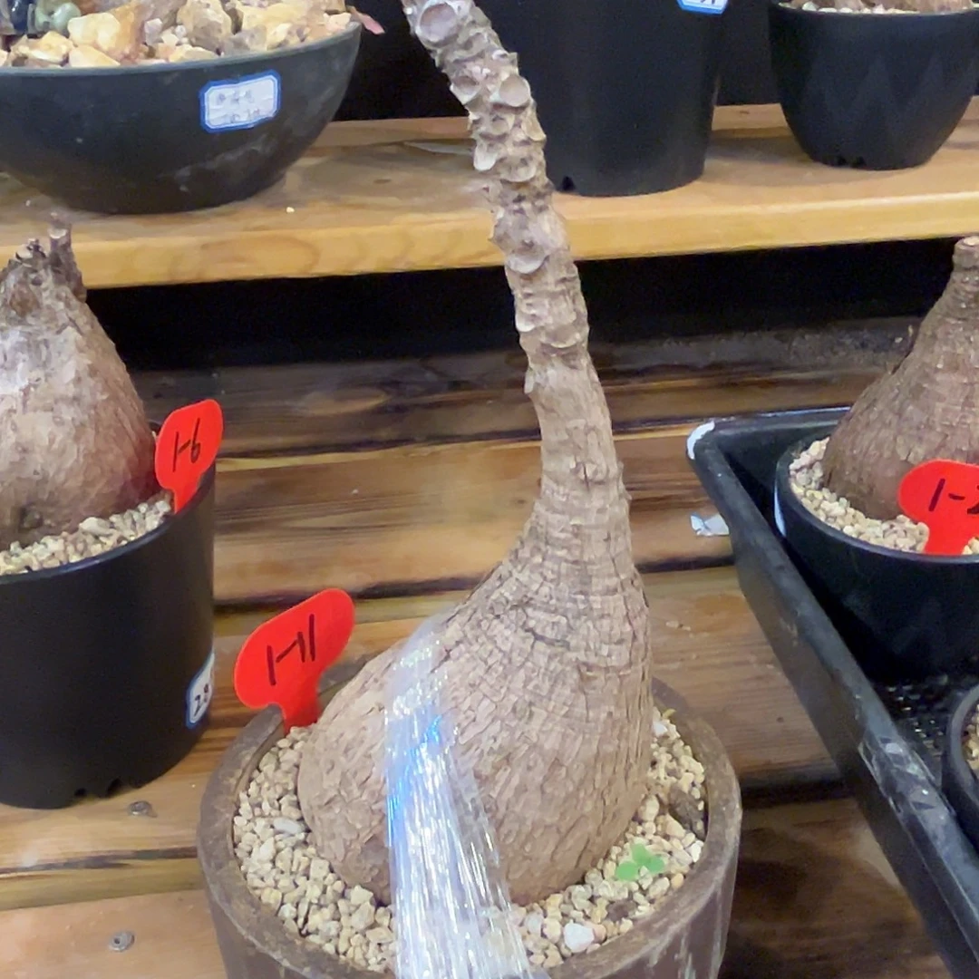 汤圆植物1-11奇艺油柑